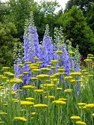 Herbaceous Planting The Teddington Gardener Beautiful Gardens Plants Cottage Garden