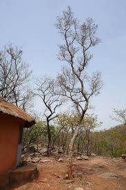 Image result for Crossopteryx