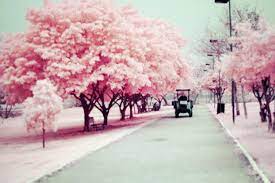 Cherry Blossoms Avec Images Bonjour Mars Pretty In Pink Arbres Roses