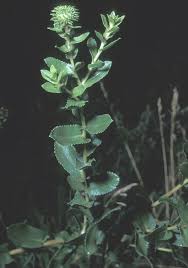 Image result for Xerophyta squarrosa