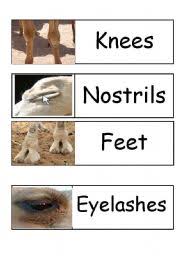 March 8, 2018 april 9, 2014 by tajik tamil telugu thai turkish ukrainian urdu uzbek vietnamese welsh xhosa yiddish yoruba zulu. English Worksheets Camel Body Parts