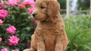 Goldendoodle puppies for sale aurora, indiana august 13, 2020. Free Download Picture Of One Of Our Goldendoodle Puppies For Sale In Indiana 800x600 For Your Desktop Mobile Tablet Explore 50 Wallpaper For Sale In Ontario Wallpaper Stores In