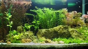 Brown dragon stone rock (per kg) dragon stone rock. What Is Aquascaping Everything You Need To Know About The New Craze Eastern Daily Press