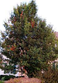 As already mentioned, tree services texas recommend looking for the scorched appearance on the leaves. Purdue Expert Trees Can Get Burned Again By Fire Blight Purdue University