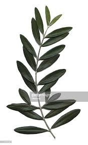 Stock Foto Olive Branch Das Olea Europaea Olive Tree Tattoos Tree Tattoo Small Olive Branch Tattoo