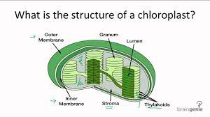 We did not find results for: 4 1 1 What Is The Structure Of A Chloroplast Youtube