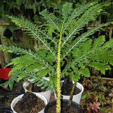 Image result for Ptisana