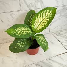 Image result for beautiful dieffenbachia