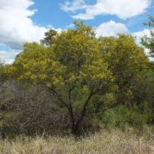 Image result for Peltophorum africanum