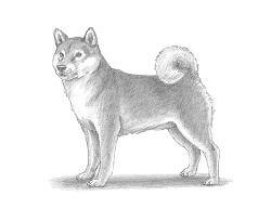 How to draw a basic dog face. How To Draw A Dog Shiba Inu Video Step By Step Pictures