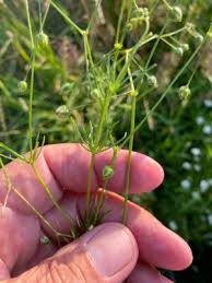 Image result for Spergula