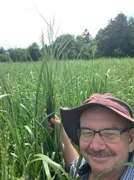 New Early Maturing Switchgrass for Northern States Habitat