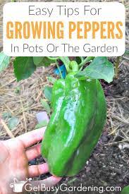 How To Grow Peppers The Ultimate Guide Stuffed Peppers Growing Peppers Pepper Plant Care