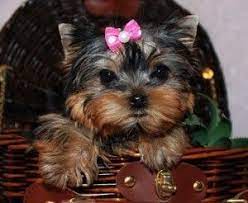 Pin On Yorkie Puppie