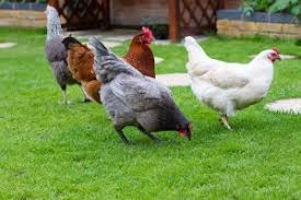 Buff orpingtons, australorps, wyandottes, ameraucana and more. I Want Quiet Chickens What Breed Should I Choose Purely Poultry Blog