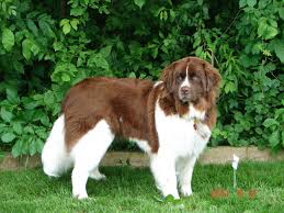Brown And White Newfoundland Brown Newfoundland Dog Newfoundland Dog Big Fluffy Dogs