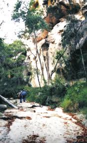 Image result for Buchnera longispicata