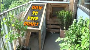 Maybe you would like to learn more about one of these? Keeping And Raising Quails Part 1 How To Build A Quail Coop Or Quail Cage Youtube