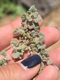 Image result for Glinus lotoides