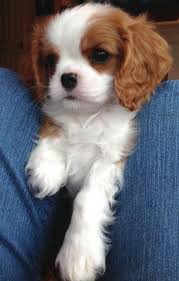 Pin By Melisa On Kedi Kopek King Charles Cavalier Spaniel Puppy Cute Animals Fluffy Dogs