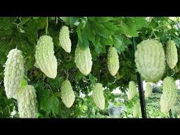 Awesome World S Most Bitter Fruit Bitter Melon Amazing Japan Agriculture Technology Farm 27 Y Grow Banana Tree How To Grow Bananas Home Grown Vegetables