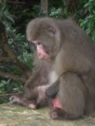 Masturbating macaques give scientists a hand with semen collection 