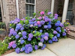 New set of 2 lavender purple hydrangea cluster mini bush 6 x 6 home interiors. My Mom S Hydrangea Bush Is Stunning This Year She Is So Proud Gardening