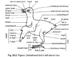 External Features Of Pigeon With Diagram Chordata Zoology