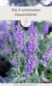 Die 8 Schonsten Dauerbluher Fur Den Garten Garten Bepflanzen Garten Stauden