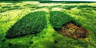 Cuando se elimina un bosque y el terreno es destinado, por ejemplo, a la explotación agrícola o ganadera, disminuye en gran medida la capacidad de la superficie terrestre para controlar su propio clima y composición. Cambio Climatico Y Deforestacion De Los Bosques