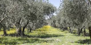 La Compagnie De L Huile D Olive Vente Huile D Olive De France Aoc Aop Et Bio La Compagnie De L Huile D Olive