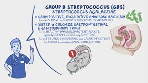 Image result for Group B Streptococcus Prophylaxis