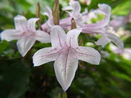 Image result for Mackaya