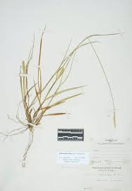 Image result for Setaria parviflora