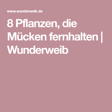 8 Pflanzen Die Mucken Fernhalten Mucken Fernhalten Pflanzen Gegen Mucken Pflanzen