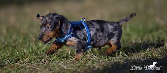 Black And Tan Dappled Dachshund Puppy Little Doxies Dapple Dachshund Puppy Dapple Dachshund Dachshund Puppies