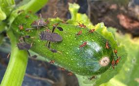 Zucchini is a healthy, delicious addition to many dishes, especially when it hits peak season in summertime. Leaf Footed Bugs Are Running Amuck On Vegetables Virginia Ag Pest And Crop Advisory