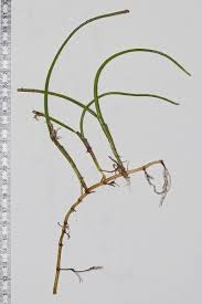 Image result for Syringodium isoetifolium