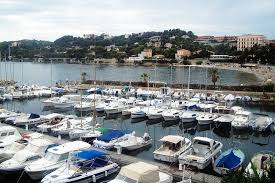 Image result for Afrohybanthus densifolius