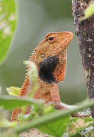 The Oriental Garden Lizard Calotes Versicolor Can Change Colour Slowly Depending On The Situation This Is A M Gunung Leuser National Park Wildlife Orangutan