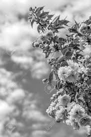 Ogni fotografia di fiori viene consegnata con un. Immagini Stock Fiore Di Ciliegio Sakura Sfondo Di Auguri Vintage Bianco E Nero Profondita Superficiale Image 79243751