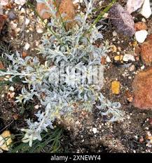 Image result for Helichrysum zeyheri