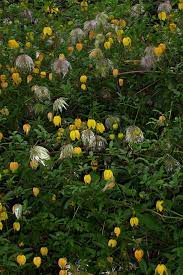 Do you have pest and disease info on this plant? Mongolische Waldrebe Clematis Tangutica Beschreibung Steckbrief Systematik
