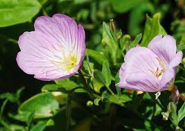 Image result for Onagraceae