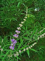 Image result for Vitex mombassae