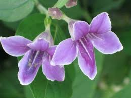 Image result for Asystasia intrusa