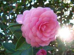 With Its Delicate Soft Round Petals And Gentle Curves The Camellia Is Considered A Symbol Of Desire Passion And Re Camellia Flower Planting Flowers Flowers