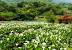 White Garden Design