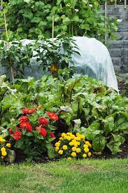 Flowers for vegetable garden uk. Where Is The Best Place For The Vegetable Garden The Middle Sized Garden Gardening Blog