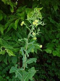 Image result for Lactuca calophylla